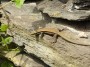 Thumbs/tn_Vakantie 2016 037.jpg